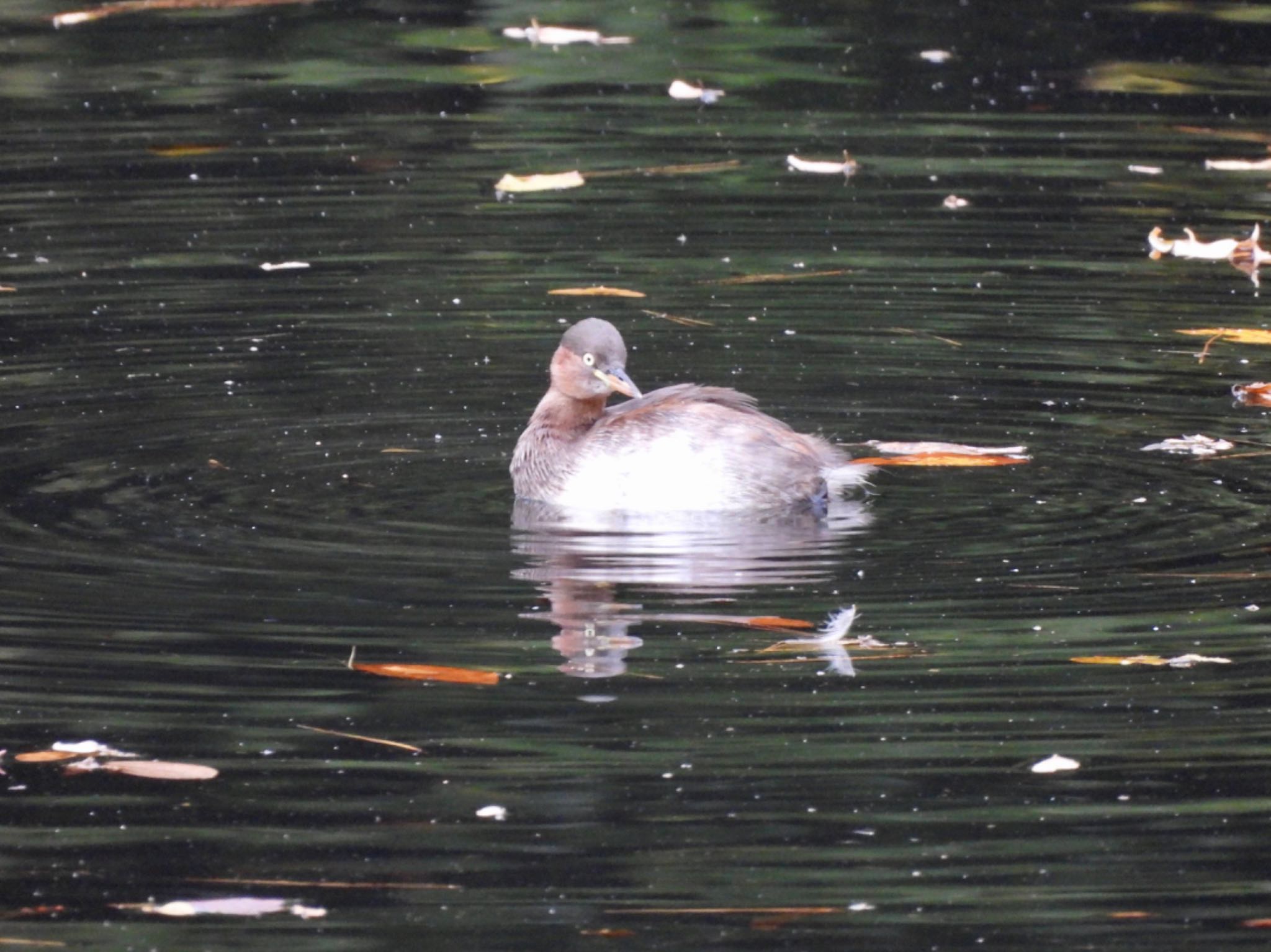 Little Grebe