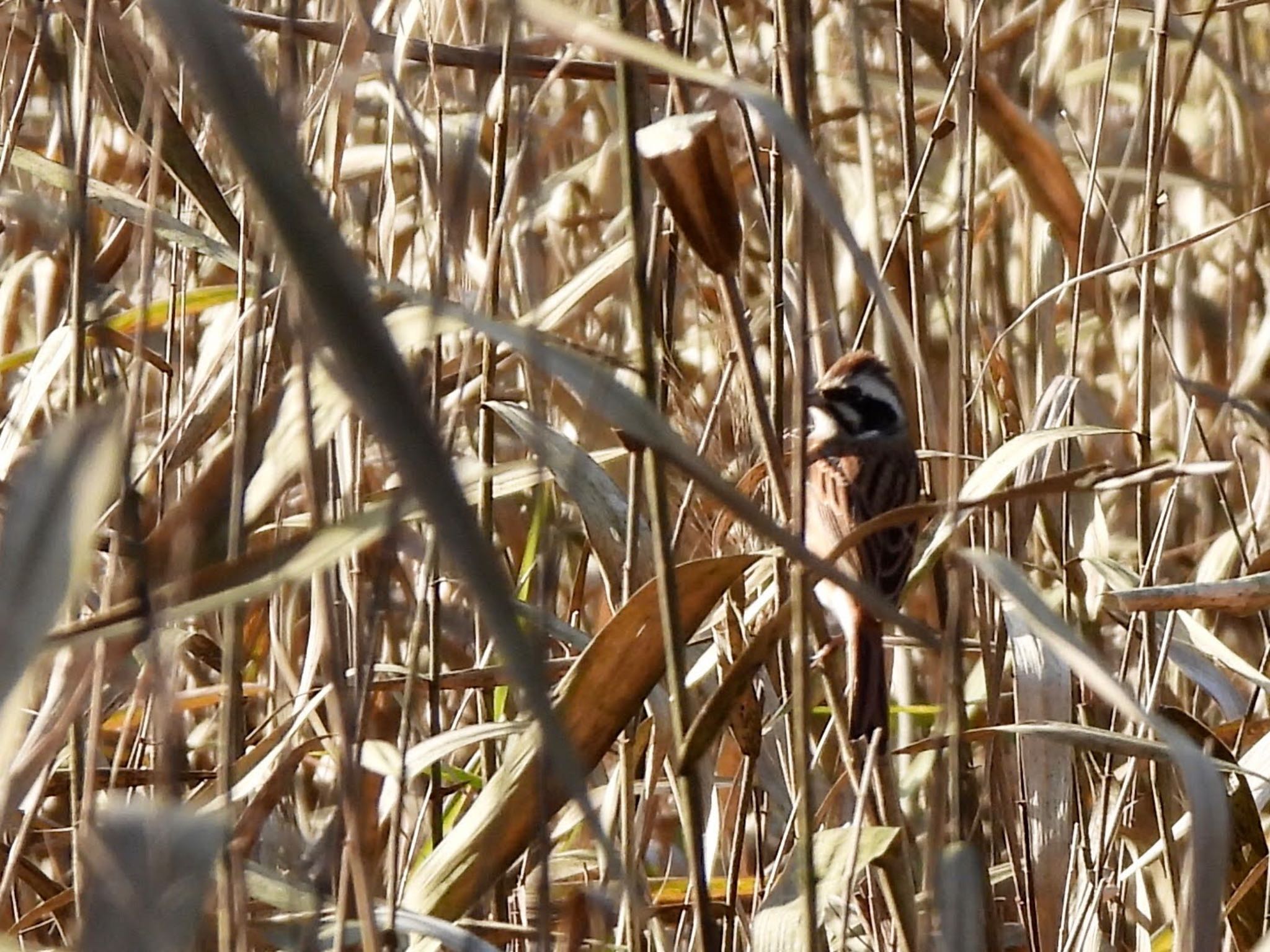 Meadow Bunting