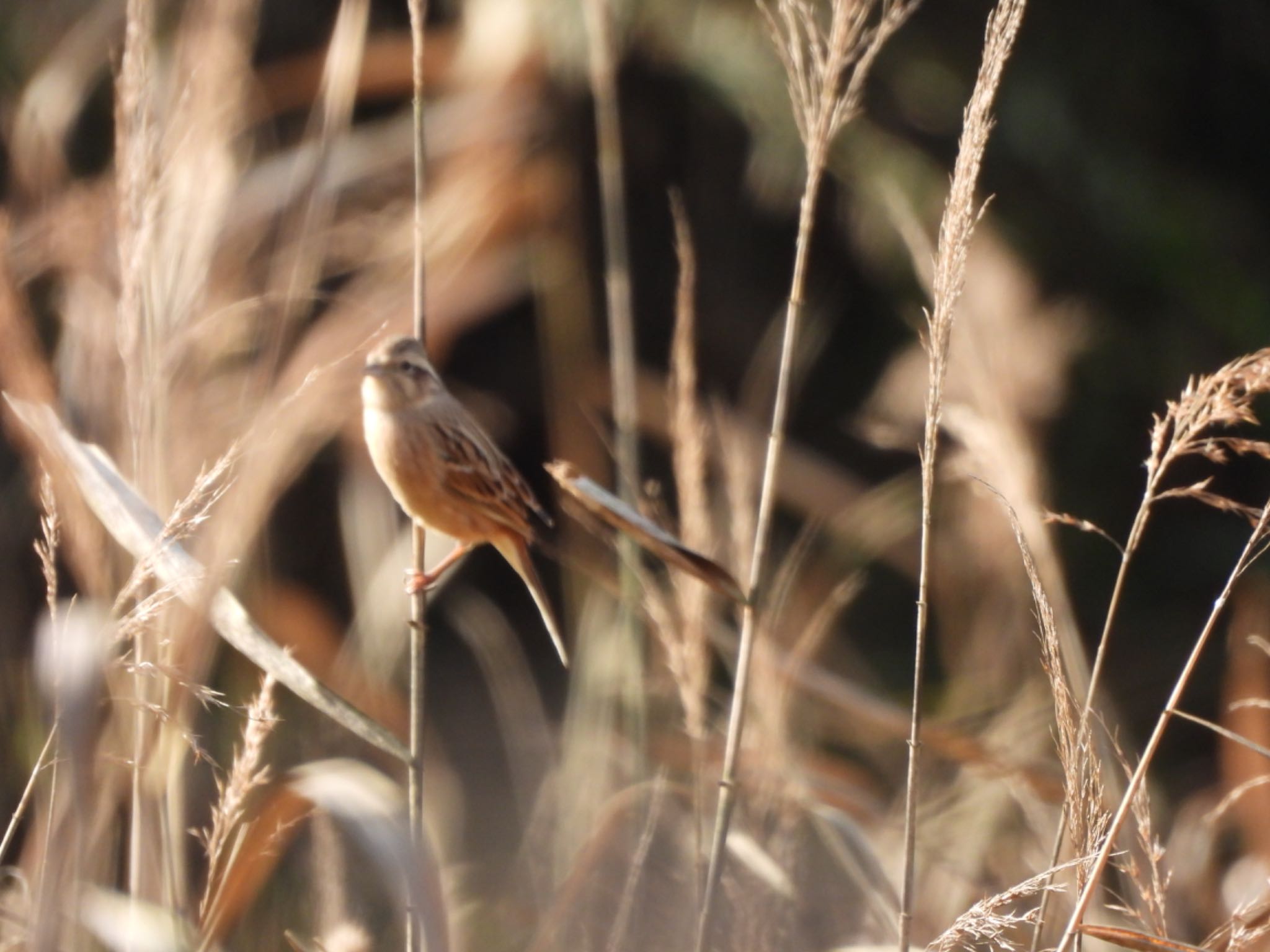 Common Reed Bunting