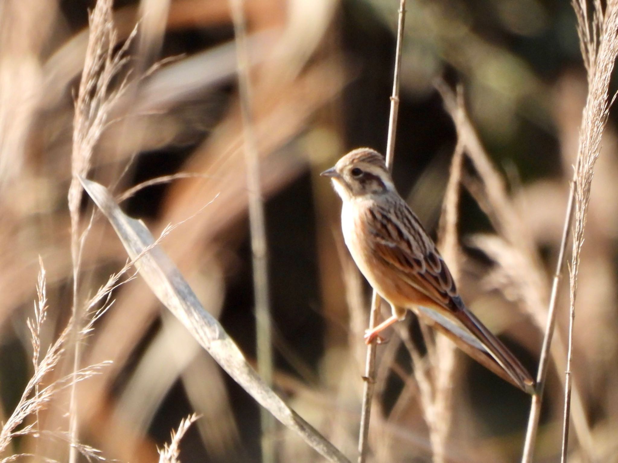 Common Reed Bunting