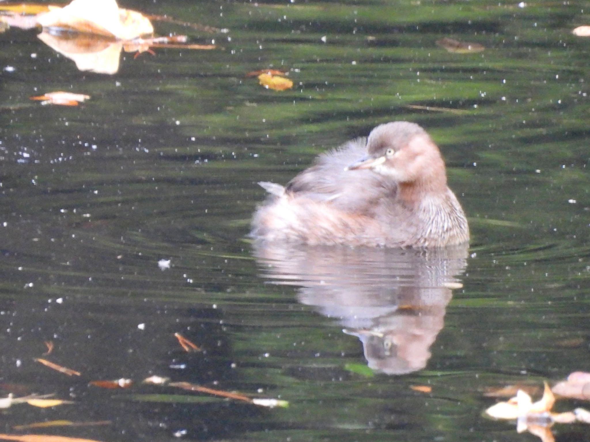 Little Grebe