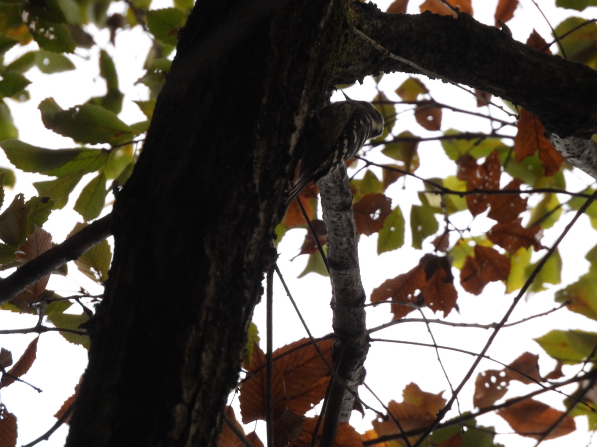 Japanese Pygmy Woodpecker