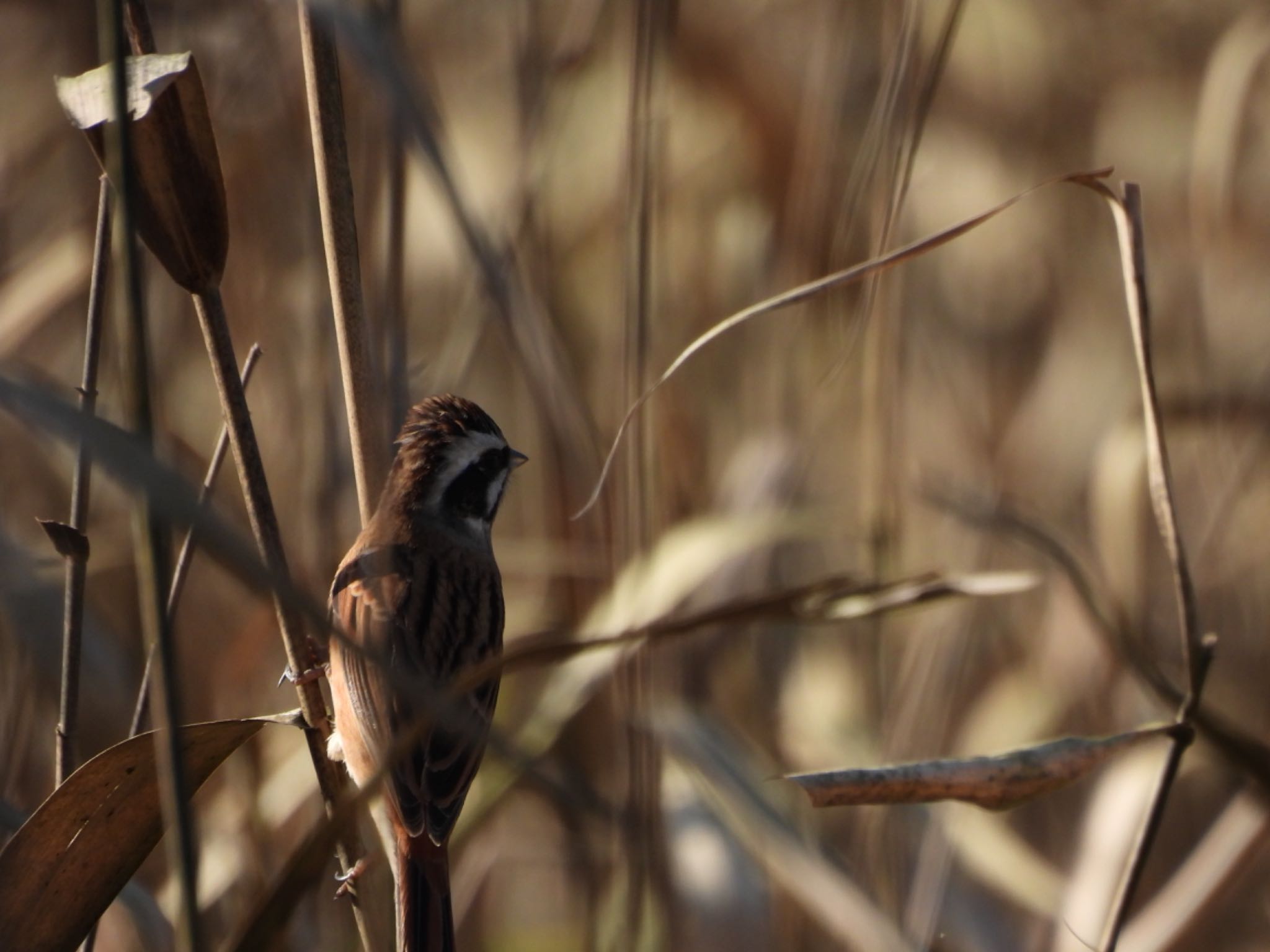 Meadow Bunting