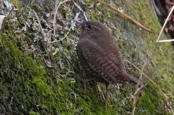 2023年2月25日(土) 狭山湖の野鳥観察記録