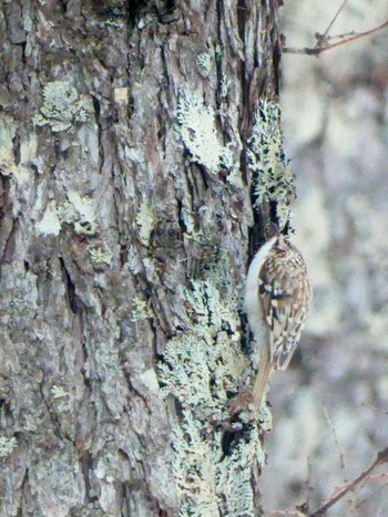 Eurasian Treecreeper Senjogahara Marshland Thu, 2/23/2023