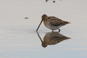 Common Snipe 兵庫県明石市 Fri, 2/17/2023