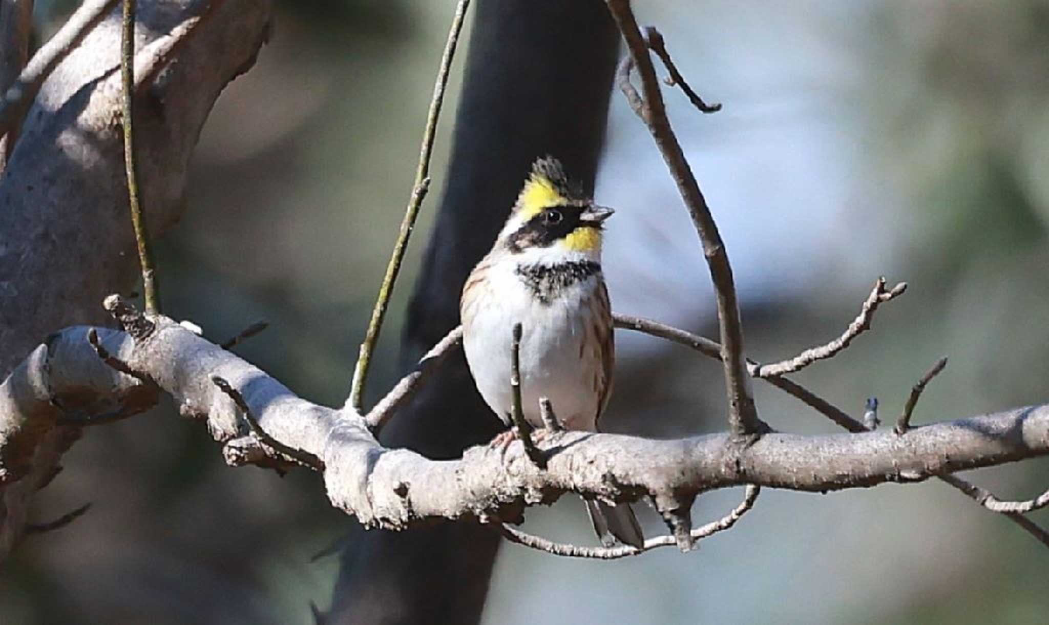  ミヤマホオジロの写真 by Hokuto2000