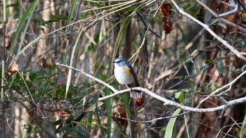 Red-flanked Bluetail Arima Fuji Park Sat, 2/25/2023