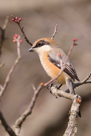 Bull-headed Shrike 栗林公園 Sun, 2/12/2023