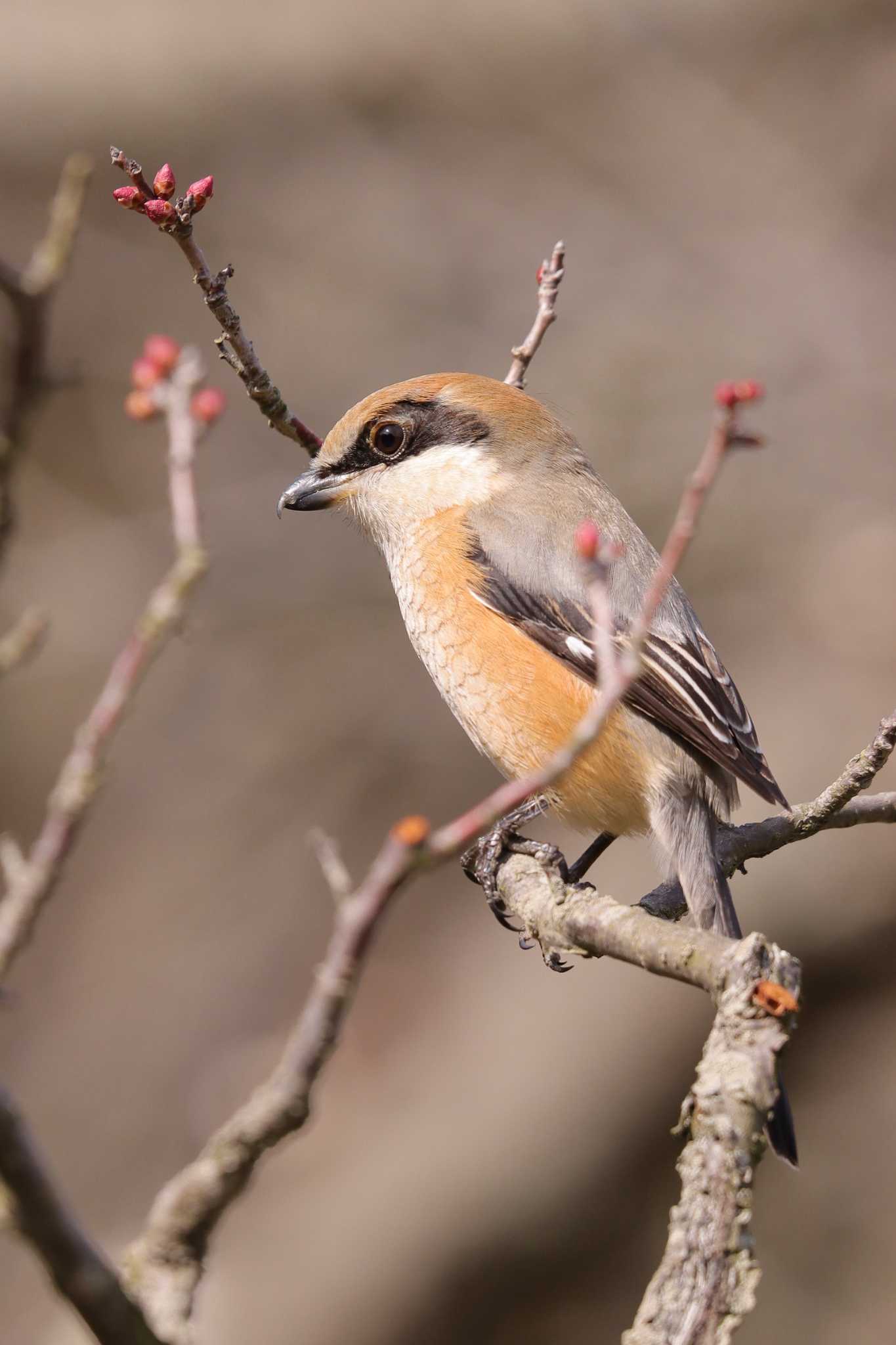 Photo of Bull-headed Shrike at 栗林公園 by Shunichi Nakayama