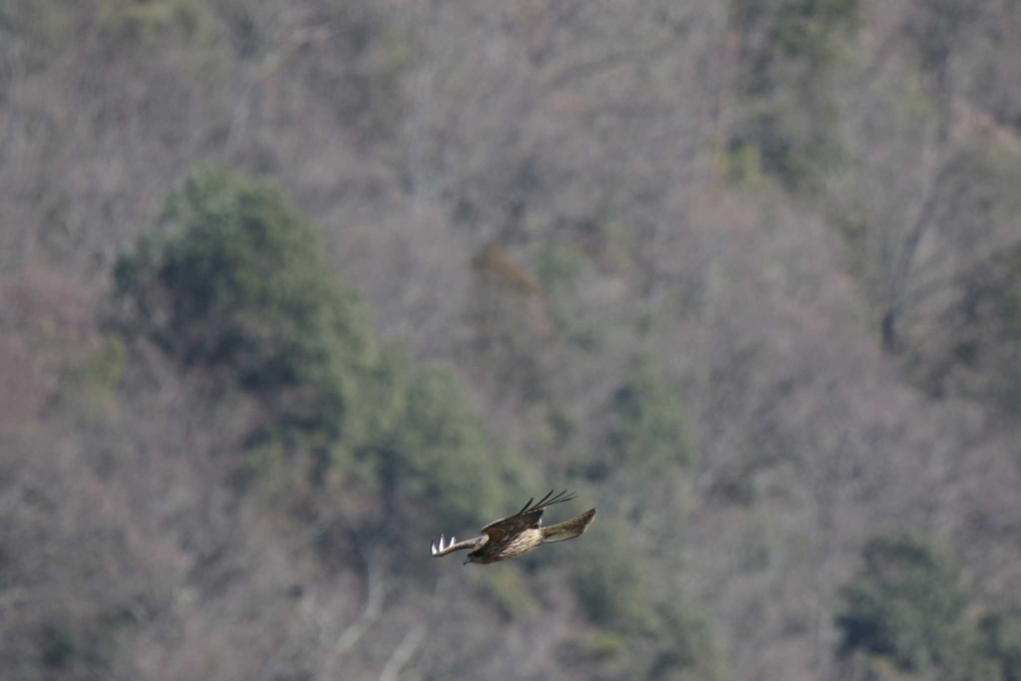 Black Kite