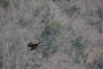 トビ 山本山(滋賀県) 2023年2月25日(土)