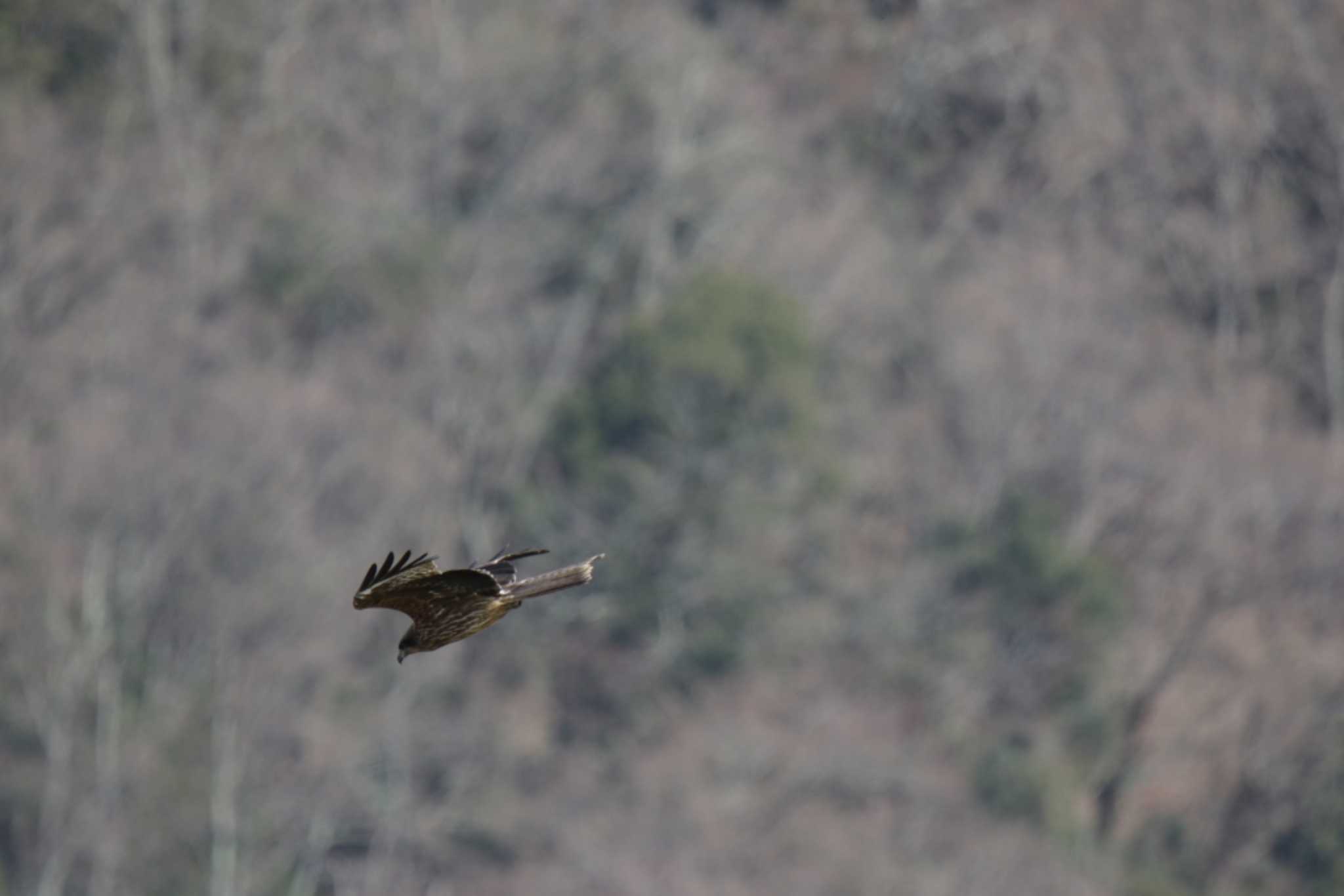 Black Kite