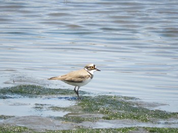 コチドリ 東京港野鳥公園 2018年4月28日(土)