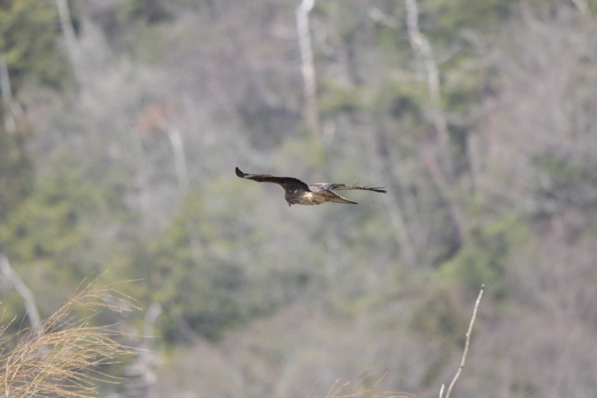 Black Kite