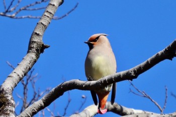 Japanese Waxwing Akigase Park Sat, 2/25/2023