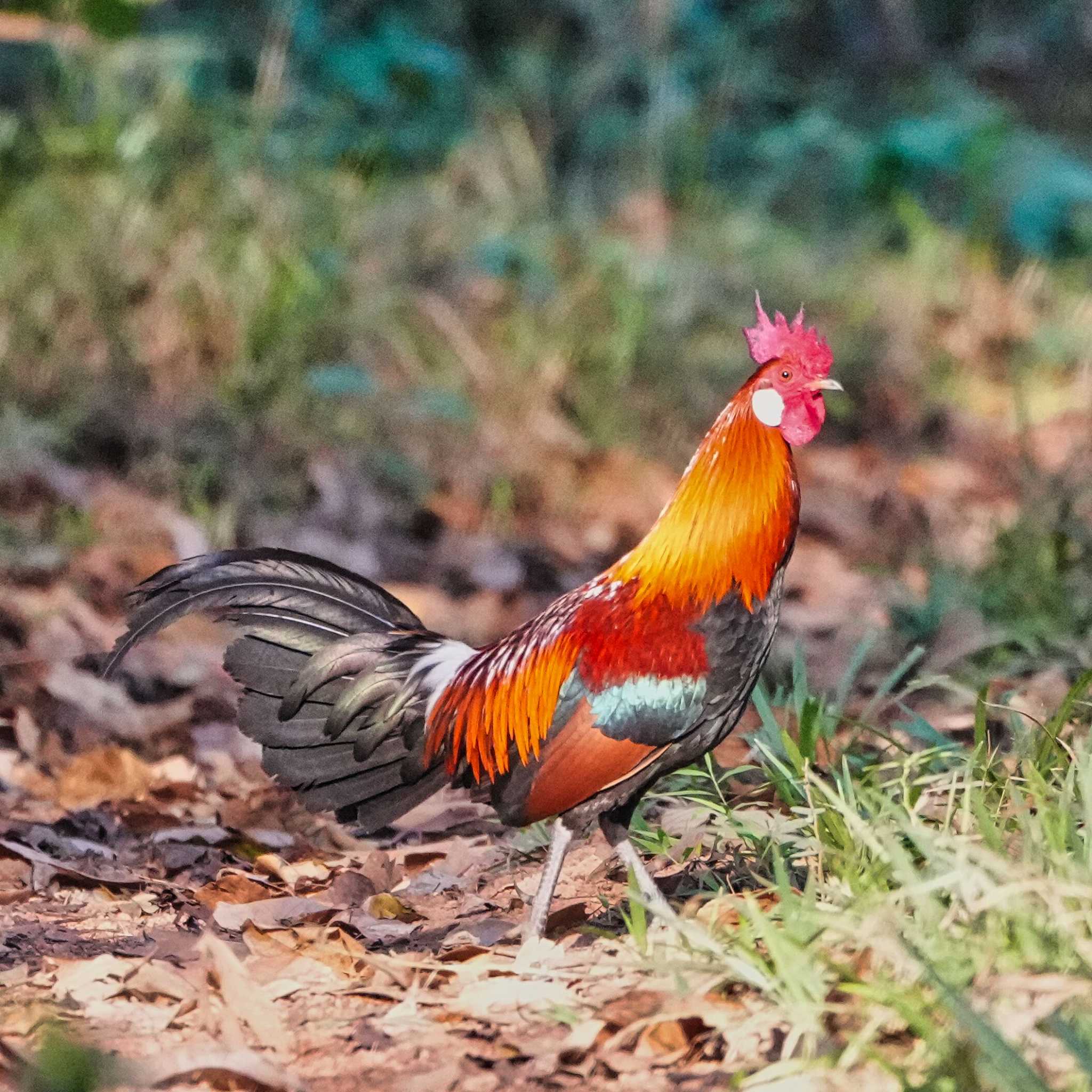 khao ang rue nai wildlife sanctuary セキショクヤケイの写真 by span265