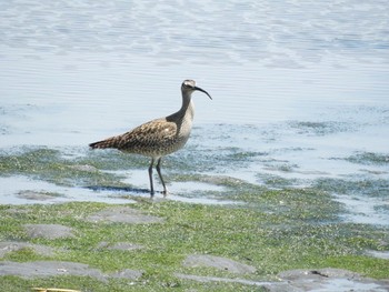 チュウシャクシギ 東京港野鳥公園 2018年4月28日(土)