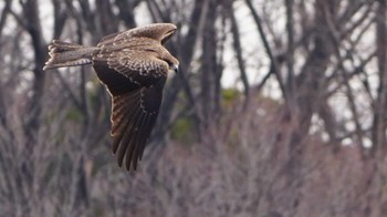 トビ 根岸森林公園(横浜市) 2023年2月23日(木)