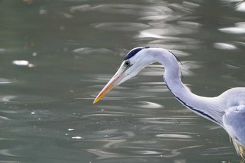 アオサギ 根岸森林公園(横浜市) 2023年2月23日(木)