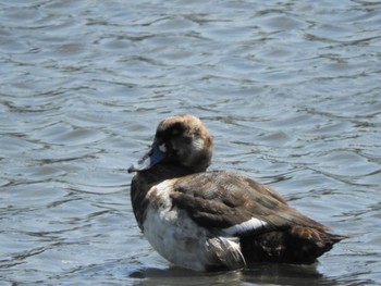 スズガモ 東京港野鳥公園 2018年4月28日(土)