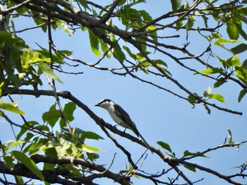 サンショウクイ 東京港野鳥公園 2018年4月28日(土)