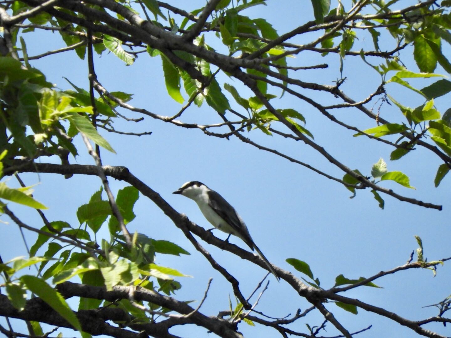 東京港野鳥公園 サンショウクイの写真 by シジゅ@栃〇