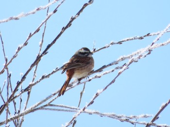 2023年2月26日(日) 十勝北部の野鳥観察記録