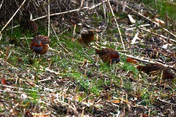 Sun, 2/19/2023 Birding report at Kitamoto Nature Observation Park