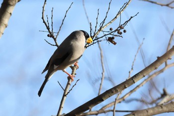 Japanese Grosbeak Unknown Spots Unknown Date