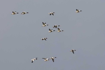 Common Shelduck Izumi Crane Observation Center Sat, 2/25/2023