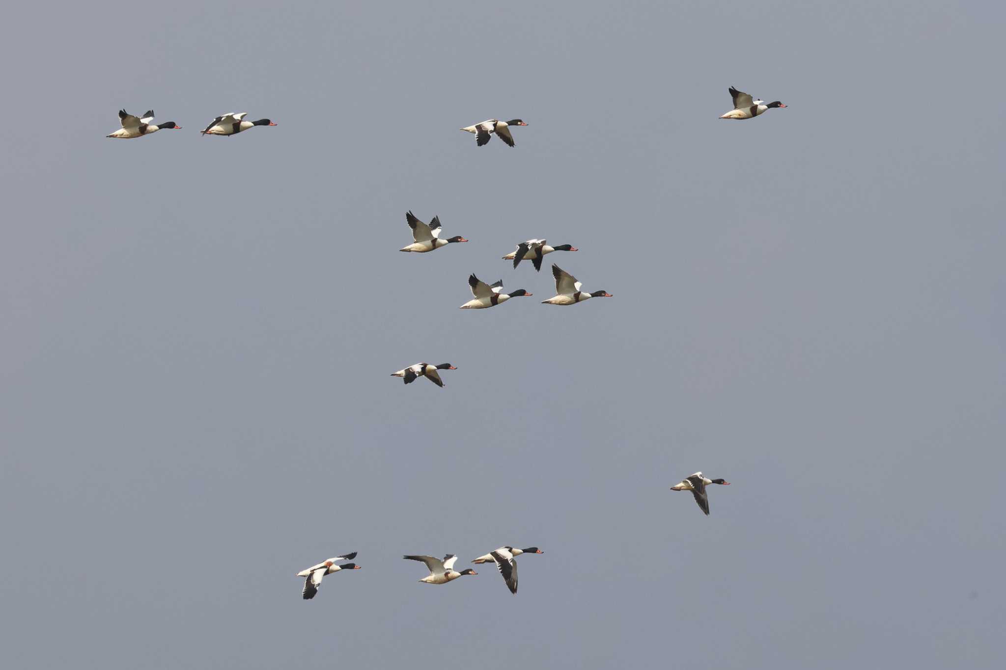 Photo of Common Shelduck at Izumi Crane Observation Center by it-kozou