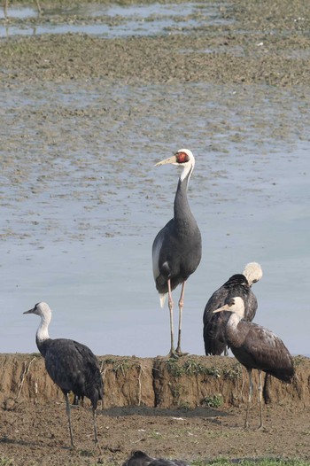 White-naped Crane Izumi Crane Observation Center Sat, 2/25/2023