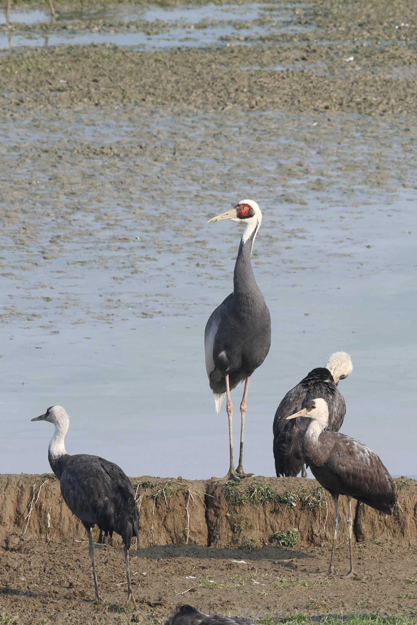 Photo of White-naped Crane at Izumi Crane Observation Center by it-kozou