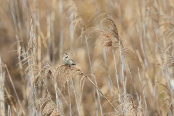 Common Reed Bunting 国分干拓 Fri, 2/24/2023