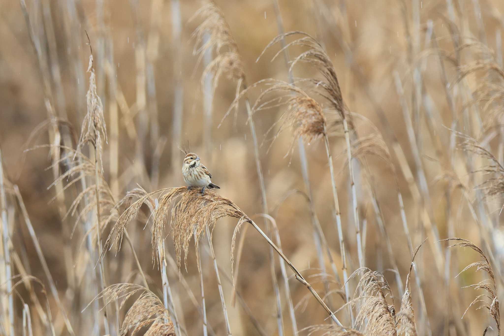 Photo of Common Reed Bunting at 国分干拓 by it-kozou