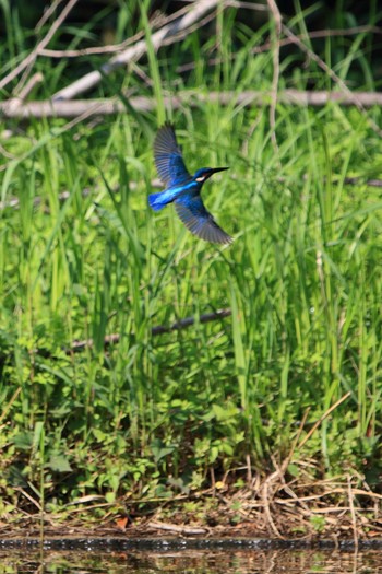 カワセミ 埼玉県 2018年5月1日(火)