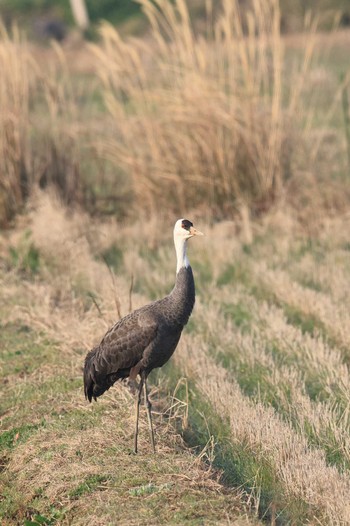 Hooded Crane Izumi Crane Observation Center Sat, 2/25/2023