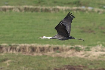 Hooded Crane Izumi Crane Observation Center Sat, 2/25/2023