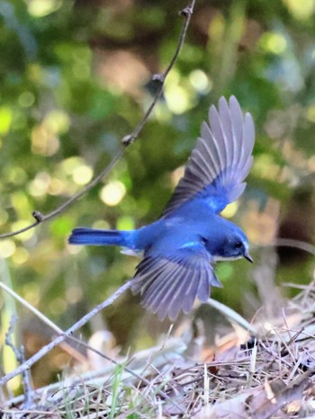 Red-flanked Bluetail 勅使池(豊明市) Sun, 2/26/2023