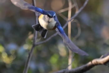 Red-flanked Bluetail 勅使池(豊明市) Sun, 2/26/2023