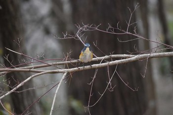 Red-flanked Bluetail Arima Fuji Park Sun, 1/29/2017