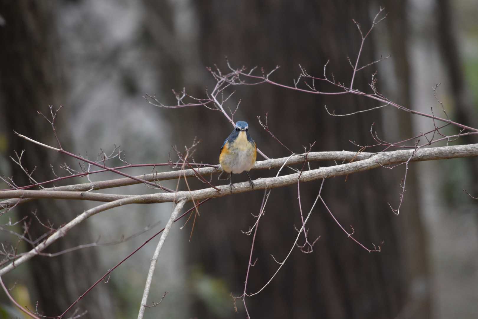 有馬富士公園 ルリビタキの写真 by Shunsuke Hirakawa