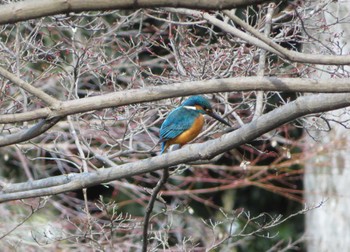 Common Kingfisher 京都 Sat, 2/25/2023