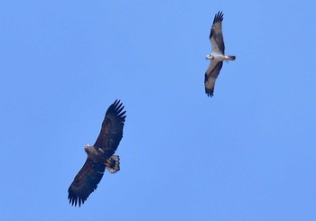 2023年2月19日(日) 渡良瀬遊水地の野鳥観察記録