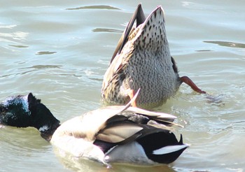 Mallard 知多市 Sat, 2/25/2023