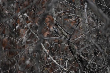 Japanese Pygmy Woodpecker Arima Fuji Park Sun, 2/5/2017