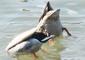 Mallard 知多市 Sat, 2/25/2023