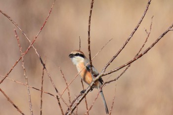 Bull-headed Shrike 多摩川 Thu, 2/23/2023