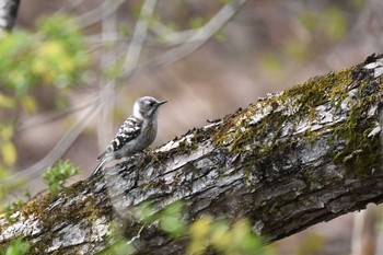 Japanese Pygmy Woodpecker 裏磐梯 Tue, 5/1/2018